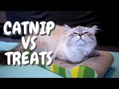 Catnip or Cat Treats | What Will A Cat Choose?