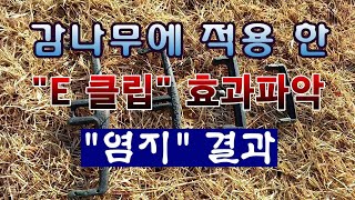 [텃밭농부  2,126]  단감나무에 적용 한 "E클립"의  염지효과 파악! #감나무재배 #E클립