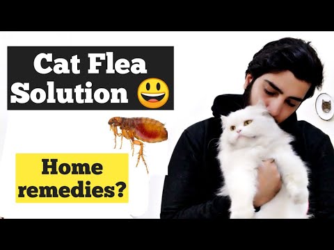 Cat Fleas Treatment | How to Get Rid of Fleas fast and easy | Home remedies for cat fleas Treatment