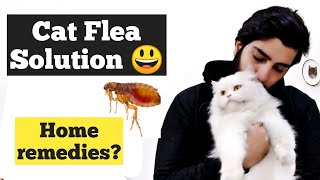Cat Fleas Treatment | How to Get Rid of Fleas fast and easy | Home remedies for cat fleas Treatment