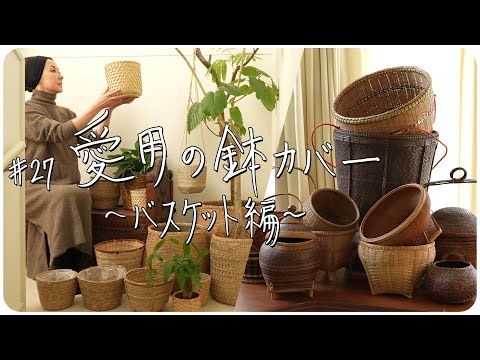 パールバスケット 植物