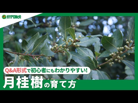 キョウチクトウを鉢や地植えで越冬するにはどうすればよいですか？寒さから守るのはいつですか？  庭園