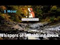 Whispers of a Babbling Brook 1 hour relaxing nature sounds