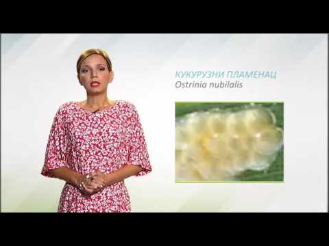 Zelena prognoza, 19.7.2016. - O kukuruznom plamencu