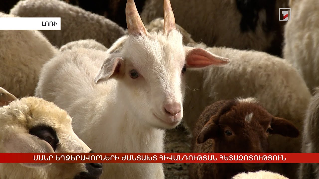 Մանր եղջերավոր կենդանիների ժանտախտ հիվանդության հետազոտություն