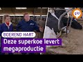 Kunnen de Gelderse BOEREN genoeg ZUIVEL leveren? | Boerend Hart #6
