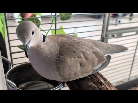 Teasing petdove Skippy a bit, lots of preening, playing in the sandbox and playing in the waterbowl