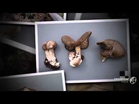 Entoloma elodes - fungi kingdom