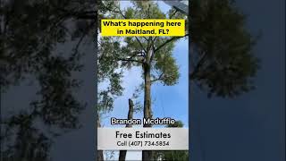 Hazardous Laurel Oaks Tree Removal