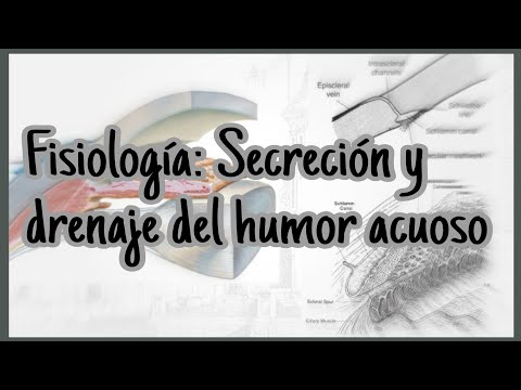 Oftalmología | Secreción y drenaje del humor acuoso.