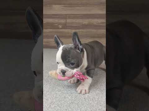 Video 3