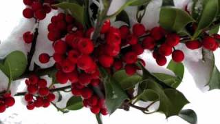 The Holly and the Ivy