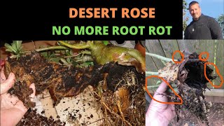NO MORE ROOT ROT ON OUR DESERT ROSES