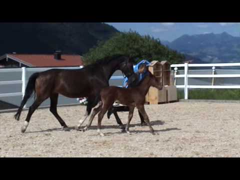 Stutfohlen v Quick Star -Calido-Carolus I