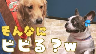 六本木のお洒落ワンコと仲良く出来るかな？💦