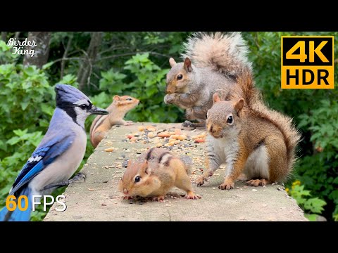 Cat TV for Cats to Watch 😺 Bouncy chipmunks, Squirrels, and Birds 🐿 8 Hours 4K HDR 60FPS
