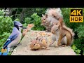 Cat TV For Cats To Watch Bouncy Chipmunks Squirrels And Birds 8 Hours 4K HDR 60FPS