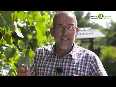 Schnitt von Haus-Weinreben - Gartentipps von Volker Kugel - www.grünzeug.tv