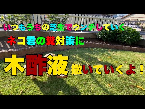 庭の猫の排泄物 - 近所の猫が庭で排泄した場合はどうすればよいですか?