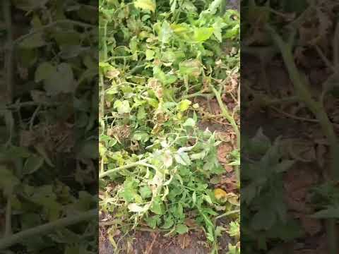 La "ola de calor"  se carga miles de kilos de tomates y sandías