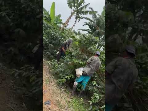 Frutos rojos de la sierra nevada pueblo bello cesar #viral