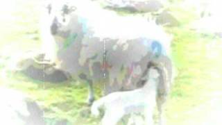 tough shit mickey conflict