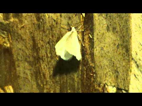 download lagu mp3 mp4 Papillon De Nuit Blanc, download lagu Papillon De Nuit Blanc gratis, unduh video klip Papillon De Nuit Blanc