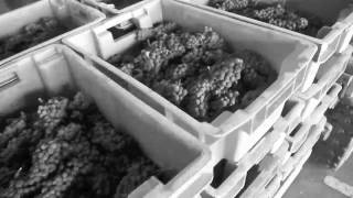 preview picture of video 'Vendanges Lafon Rochet 2009 - Suivre la grappe'