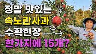 정말 맛있는 속노란사과 수확현장 대박!! 사과농사 사과재배 감홍사과 시노나골드 부사사과