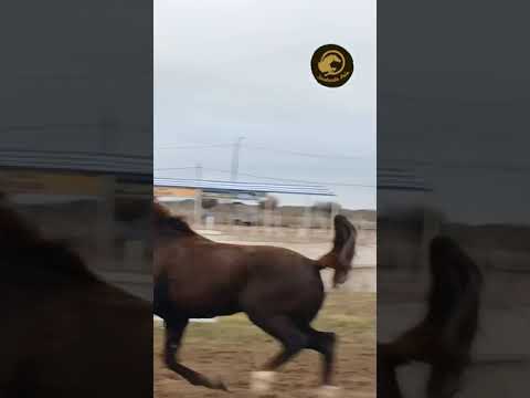 pialada de potros,desempate, La Reforma La Pampa!