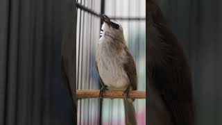 Download lagu Masteran Trucukan Gacor ROPEL PANJANG Ampuh Untuk Pancingan Trucuk Agar Cepat Menaikkan GACOR 96 mp3 Download lagu Masteran Trucukan Gacor ROPEL PANJANG Ampuh Untuk Pancingan Trucuk Agar Cepat Menaikkan GACOR 96 mp3