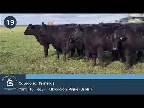 Lote TERNERAS P.C. - Pigüe Bs As