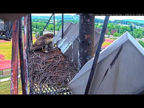 Food Fight! Juvenile Red-tailed Hawks Race To Claim Prey Drop – July 10, 2020