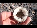 GEODES! What they are, how they form, and more with geology professor, Shawn Willsey