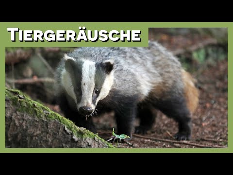 Tiergeräusche | Dachs 🦡