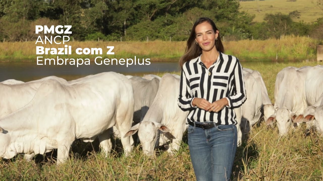 PECUÁRIA EM FOCO - LEILÃO FÊMEAS NELORE CEN