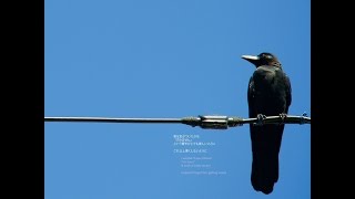 Keiji Haino, Jim O'Rourke, Oren Ambarchi ‎– The Universe Is Tired Please For Just One Second Stop ..