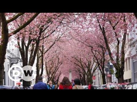 Forró sob as cerejeiras de Bonn, na Alemanha