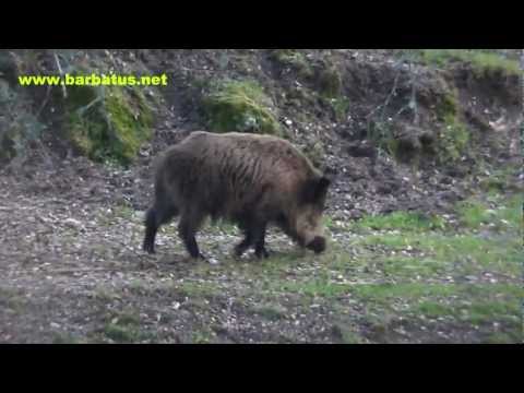 Jabalí ( Sus scrofa ) Wild Boar