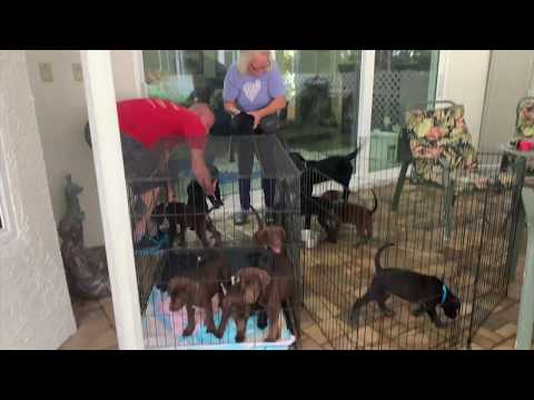 13 Puppies Puppy Cam