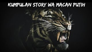 Download lagu Story Wa Macan Putih - Prabu Siliwangi (Part 5 Terbaru) mp3