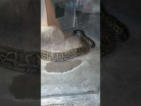 ヘビに対して漂白剤を使用する:「はい」または「いいえ」?  庭園