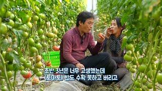 [빨갛게 익어간다, 인생..] 7년 차 농부의 특별한(??) 토마토