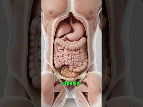 How Stool Forms Inside Your Body | Digestive Process Explained in 3D