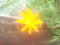 My Small Garden Overview And About Portulaca
