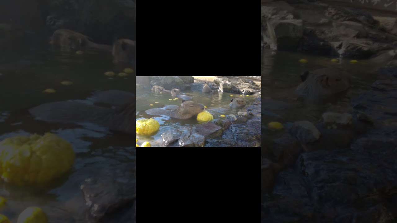 Capybara Enjoy Hot Spring #shorts