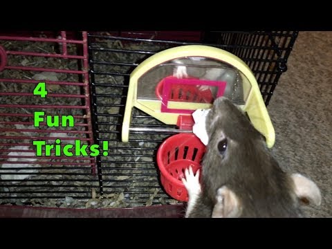 4 Fun Rat Tricks!