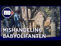 Beelden van wrede training babyolifanten in Thailand vrijgegeven | NU.nl