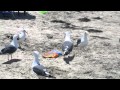 Hot Cheetos The Seagull War