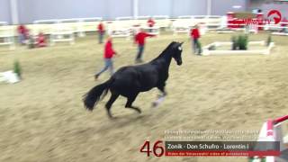 Un nouvel étalon pour Paul Schockemohle